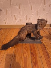 Steinmarder baummarder tierpr� gebraucht kaufen  Großrosseln