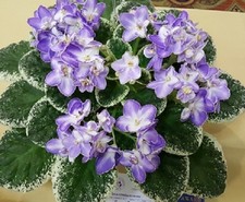 cajun s for sale cajun s for sale Fort Mc Coy