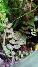 Solanum evolvulifolium terrari for sale  DUNFERMLINE
