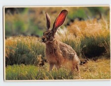 Postcard desert jack for sale  Stevens Point