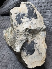 Petrified log large for sale  Coldspring