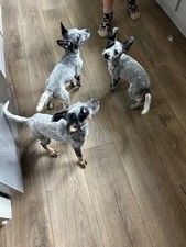 Blue heeler puppies for sale  La Vernia