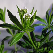 Waldmeister 60 bio gebraucht kaufen  Regensburg