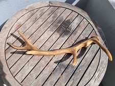 Bois cerf élaphe d'occasion  Spézet