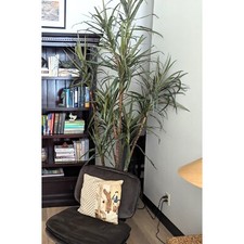 Dracaena silk tree for sale  Venice