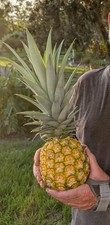 Pineapple live starter for sale  Punta Gorda