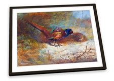 Archibald thorburn pheasants for sale  UK