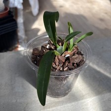 oncidium sharry baby for sale oncidium sharry baby for sale CHATHAM