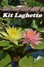 Offerta rizomi ninfee usato  Villasalto