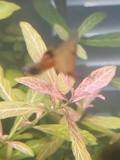 Custom guppy shrimp for sale  Groveland