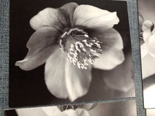 Ikea fotos floreo gebraucht kaufen Ikea fotos floreo gebraucht kaufen  Helmstedt