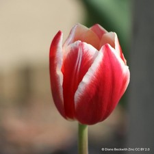Tulip vampire pack for sale  KIDLINGTON