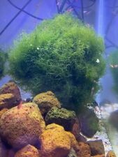Brackish water macro for sale  Irvine