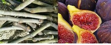 4 CORTES Figo AÇORES DARK Figo Ficus carica Figo Preto comprar usado  Enviando para Brazil