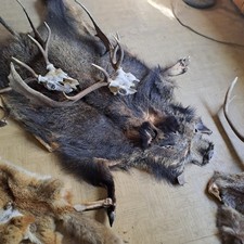 Felle geweihe nachlass gebraucht kaufen  Dautphetal