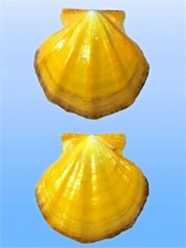 Pecten flexopecten glaber usato  Roma