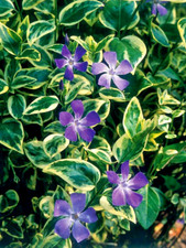 Vinca major variegated for sale  Decatur
