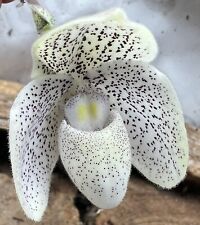 Paphiopedilum niveum wenshanen for sale  Bogalusa