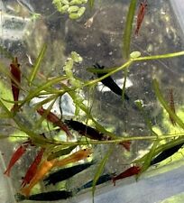 Skittles mix blue for sale  Tollhouse