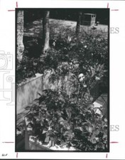 1987 press photo for sale  Memphis
