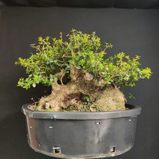 Pre bonsai esemplare usato  San Pancrazio Salentino