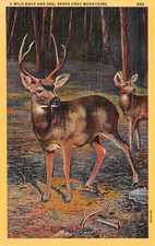 D3731 wild buck for sale  Yucca Valley