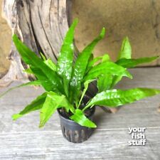 Java fern microsorum for sale  Lebanon