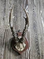 Rehgeweih trophäe holzplatte gebraucht kaufen  Michendorf
