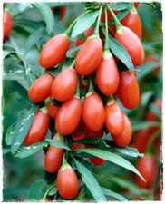 Pianta goji rosso usato  Montichiari