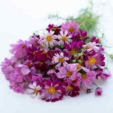 300 seeds cosmos for sale  TELFORD