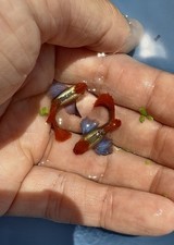 Mystery dumbo guppies for sale  Grovetown