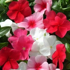 4000 seeds annual for sale  USA