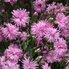 Lychnis viscaria cherry for sale  PETERBOROUGH