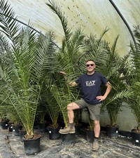 date palm tree for sale  KING'S LYNN
