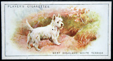 Cartão ilustrado WEST HIGHLAND WHITE TERRIER vintage 1925 DE14MS comprar usado  Enviando para Brazil