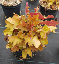 Heuchera hybrida caramel d'occasion  Mont-près-Chambord
