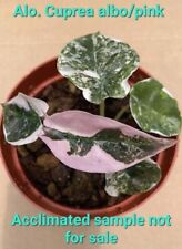 Alocasia cuprea pink for sale  Chino Hills