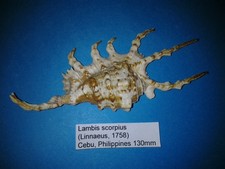 Lambis scorpius coquillage d'occasion  Conty