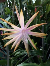 Epiphyllum blattkakteen hybrid gebraucht kaufen  Gerbstedt