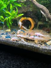 Snow white bristlenose for sale  COLCHESTER