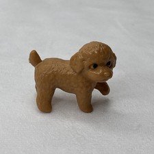 Miniature brown poodle for sale  Rockford