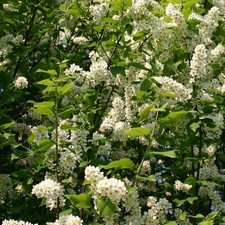 Prunus padus thoureil d'occasion  Pouzauges