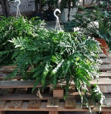 Pianta microsorum diversifoliu usato  Terlizzi