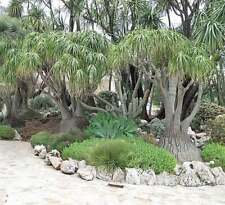 Beaucarnea recurvata ponytail for sale  San Francisco