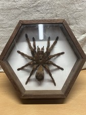 Migale boîte objet d'occasion  Nîmes