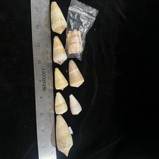 Seashells mixed conus for sale  Warner Robins