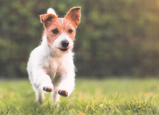 ****  Jack  Russel Terrier   Postkarte  *  Postcard, usado comprar usado  Enviando para Brazil