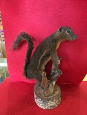 B112 plantain squirrel for sale  Hill City
