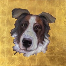Border collie gold for sale  LEATHERHEAD