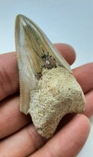 Dente megalodonte fossile usato  Minerbio